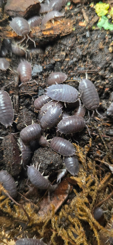 Porcellio Laevis Grey Isopods